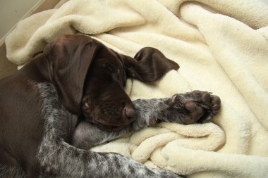 Alman shorthaired pointer yavru