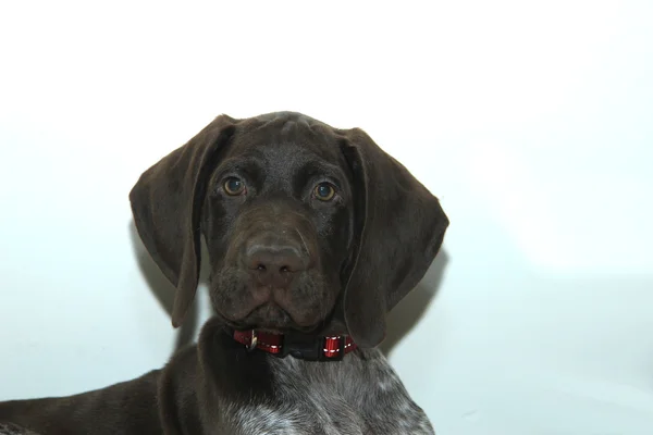 German Shorthaired Pointer puppy — Stock Photo, Image