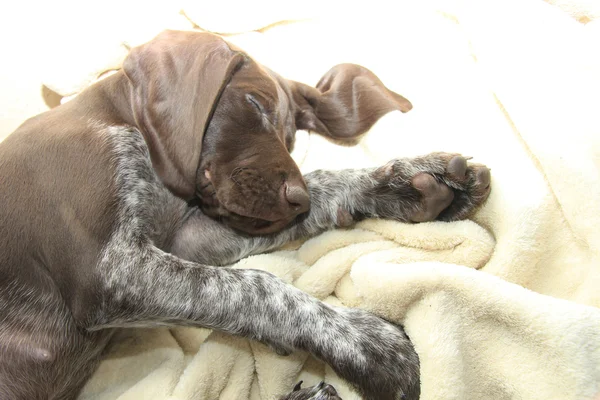 Alemán corto puntero cachorro — Foto de Stock