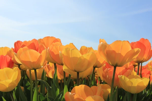 Gul och orange tulpaner — Stockfoto