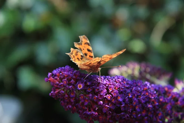 Borboleta de vírgula ou Álbum Polygonia C — Fotografia de Stock