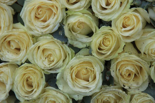 White wedding roses — Stock Photo, Image