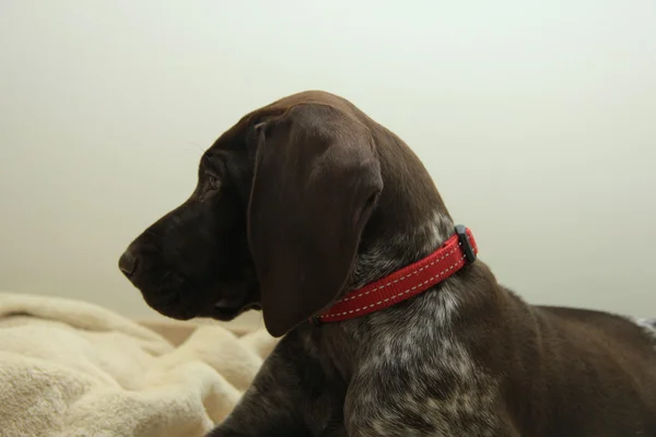 German Shorthaired Pointer puppy — Stock Photo, Image