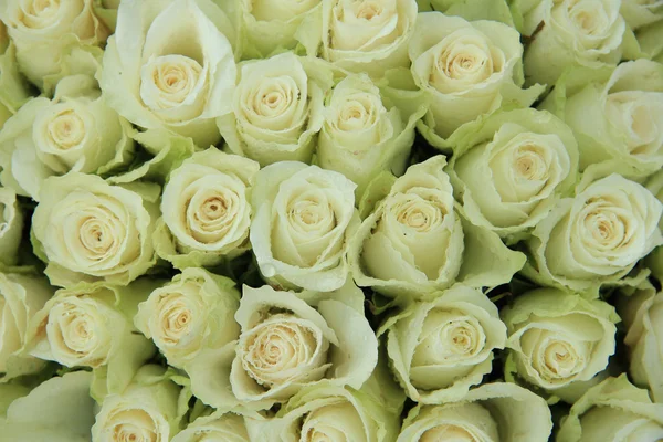 Άσπρο γαμήλιο τριαντάφυλλα — Φωτογραφία Αρχείου