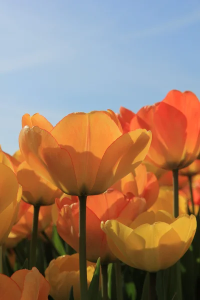 Tulipanes amarillos y naranjas —  Fotos de Stock