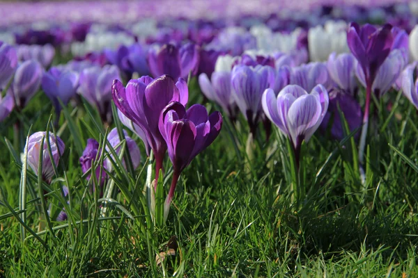 Purple crocuses — Stock Photo, Image