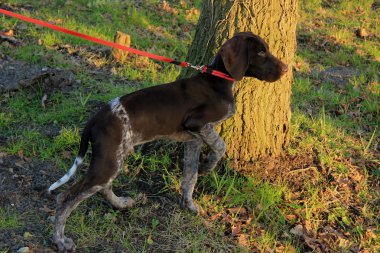 Alman shorthaired pointer yavru