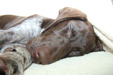 Alman shorthaired pointer yavru