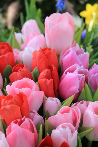 Tulipani rossi e rosa — Foto Stock