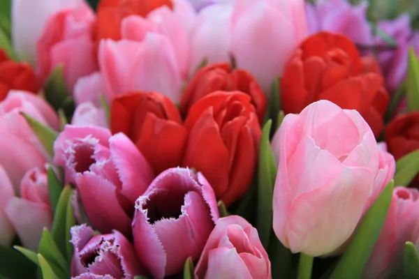 Röda och rosa tulpaner — Stockfoto