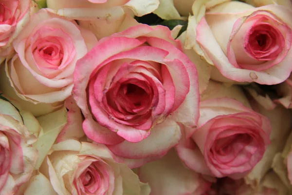 Rosas de casamento rosa — Fotografia de Stock