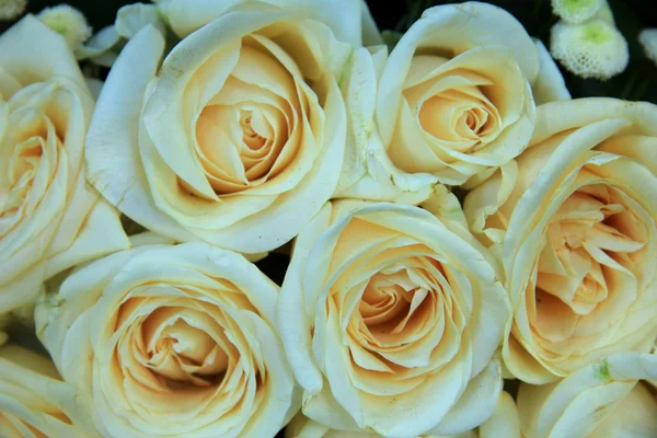 White wedding roses — Stock Photo, Image