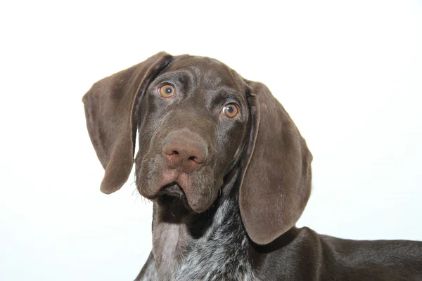 Cachorro ponteiro curto alemão — Fotografia de Stock