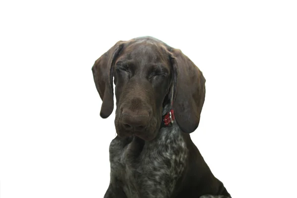 German Shorthaired Pointer puppy — Stock Photo, Image