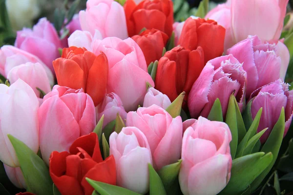 Röda och rosa tulpaner — Stockfoto