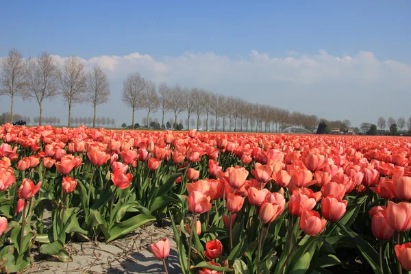 Tulipani rosa — Foto Stock