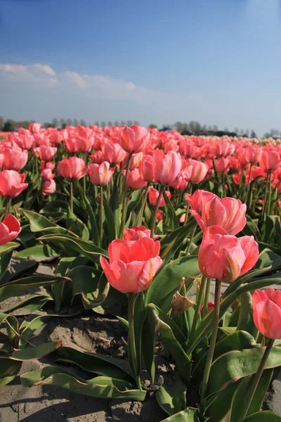 Roze tulpen en een blauwe hemel — Stockfoto