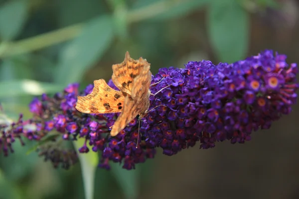 Przecinek motyl lub polygonia c albumu — Zdjęcie stockowe