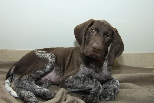 Alemán corto puntero cachorro — Foto de Stock