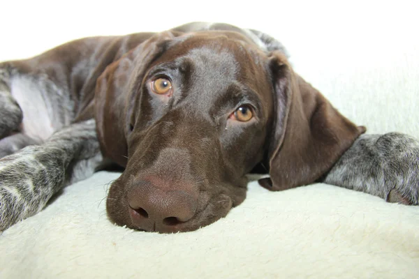 German Shorthaired Pointer puppy — Stock Photo, Image