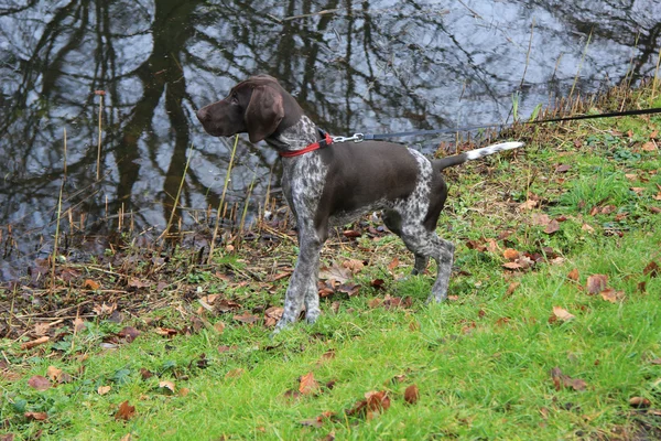 Kortharige Duitse — Stockfoto