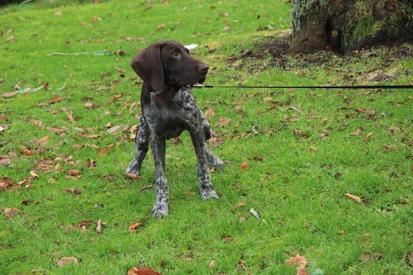 German Shorthaired Pointer — Stock Photo, Image