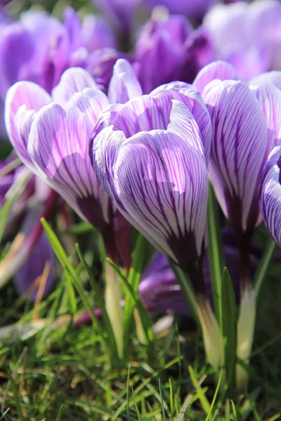 Пурпурные и белые крокусы — стоковое фото