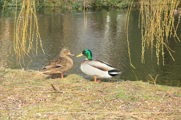 Casal de pato — Fotografia de Stock