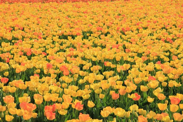 Žluté a oranžové tulipány — Stock fotografie