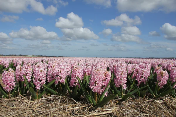 Hyacints op een veld — Stockfoto