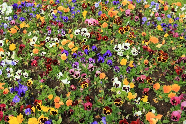 Margherite multicolori — Foto Stock
