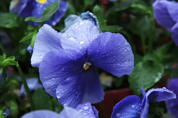 Paarse blauwe viooltje — Stockfoto