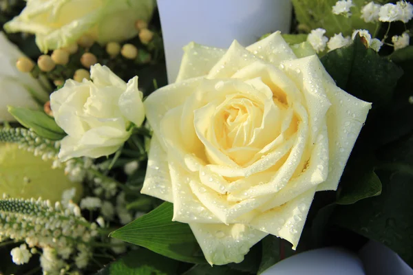 Rosa blanca con gota de rocío —  Fotos de Stock