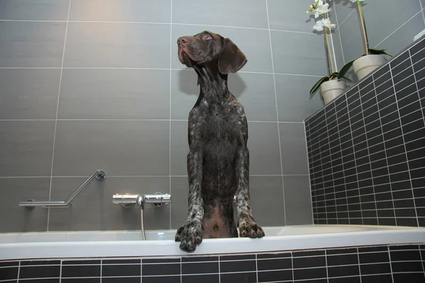 German shorthaired pointer in a bathtub — Stock Photo, Image