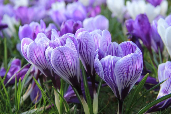 Lila und weiße Krokusse — Stockfoto