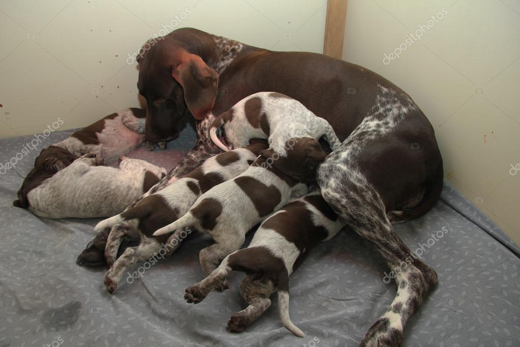German Shorthaired Pointer Puppies Stock Photo C Portosabbia
