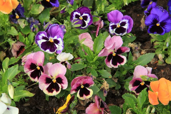 Multicolored pansies — Stock Photo, Image