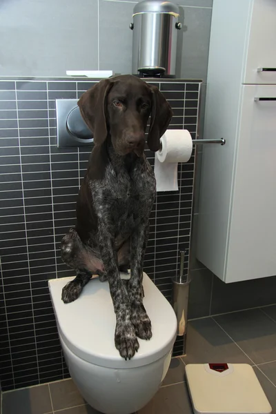 Pointer potty training — Stock Photo, Image