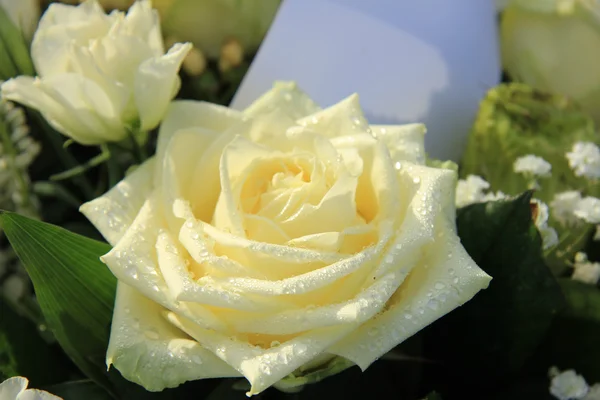 Rosa blanca con gota de rocío — Foto de Stock