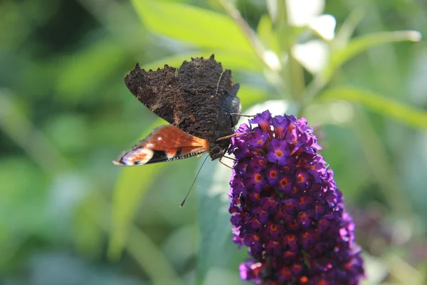 Borboleta de pavão — Fotografia de Stock