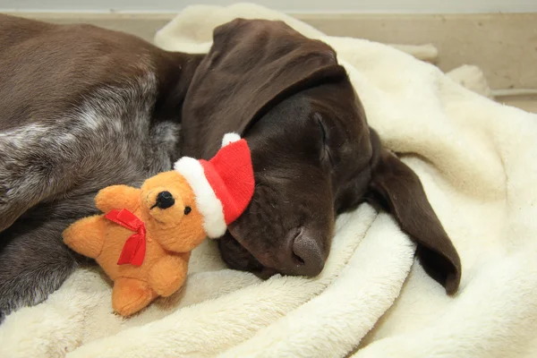 Drömmer om en hund jul — Stockfoto