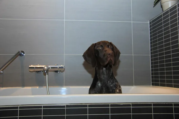 Pointeur allemand à poil court dans une baignoire — Photo