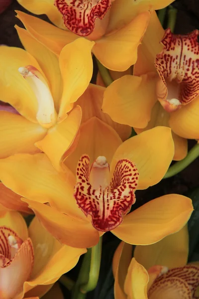 Gul cymbidium orkidéer — Stockfoto