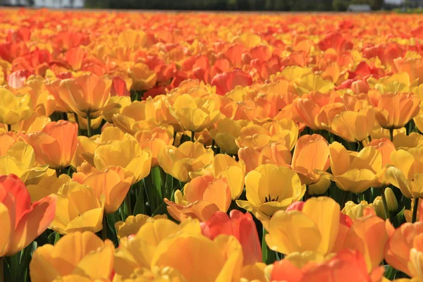 Tulipanes amarillos y naranjas — Foto de Stock