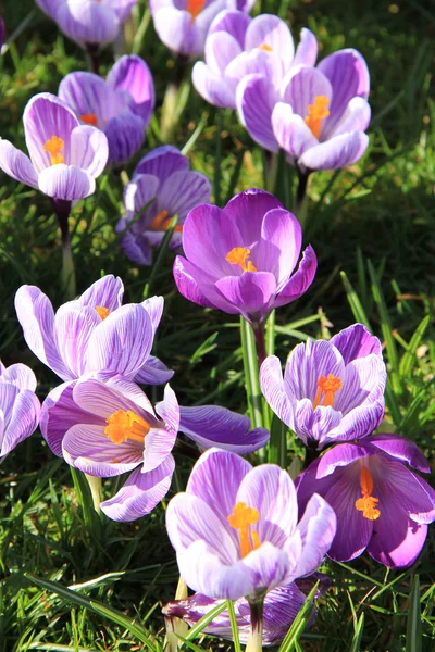 Krokusse auf einem Feld — Stockfoto