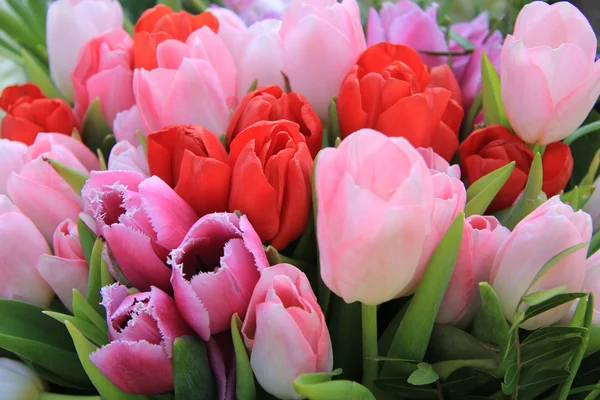 Red and pink tulips — Stock Photo, Image