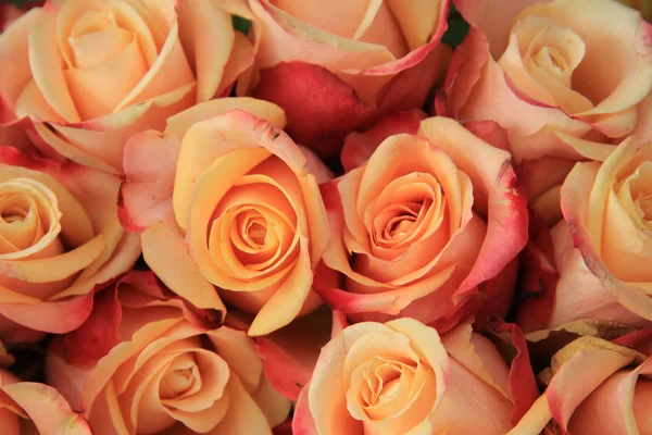 Multicolored wedding roses — Stock Photo, Image