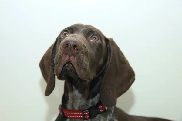 German Shorthaired Pointer puppy — Stock Photo, Image