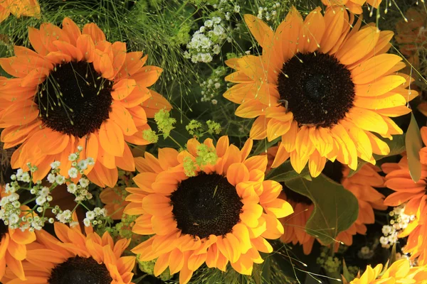 Sunflowers — Stock Photo, Image