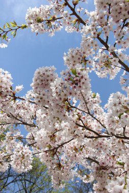 Beyaz kiraz çiçeği